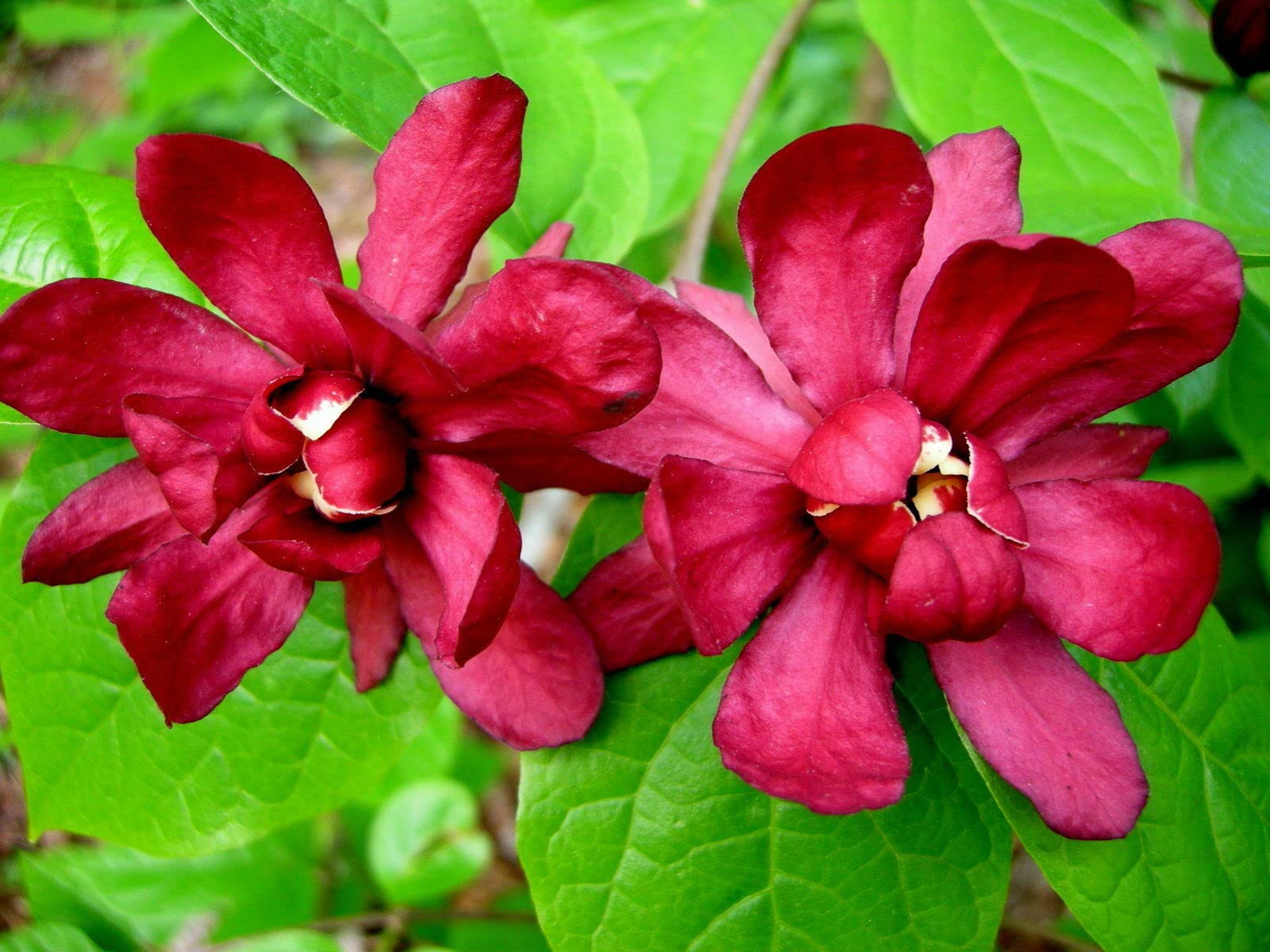 Amazon.com : Carolina Allspice (Sweet Shrub) - 6-18" Tall Bush - Quart Pot  - Live Plant - Calycanthus floridus : Patio, Lawn & Garden