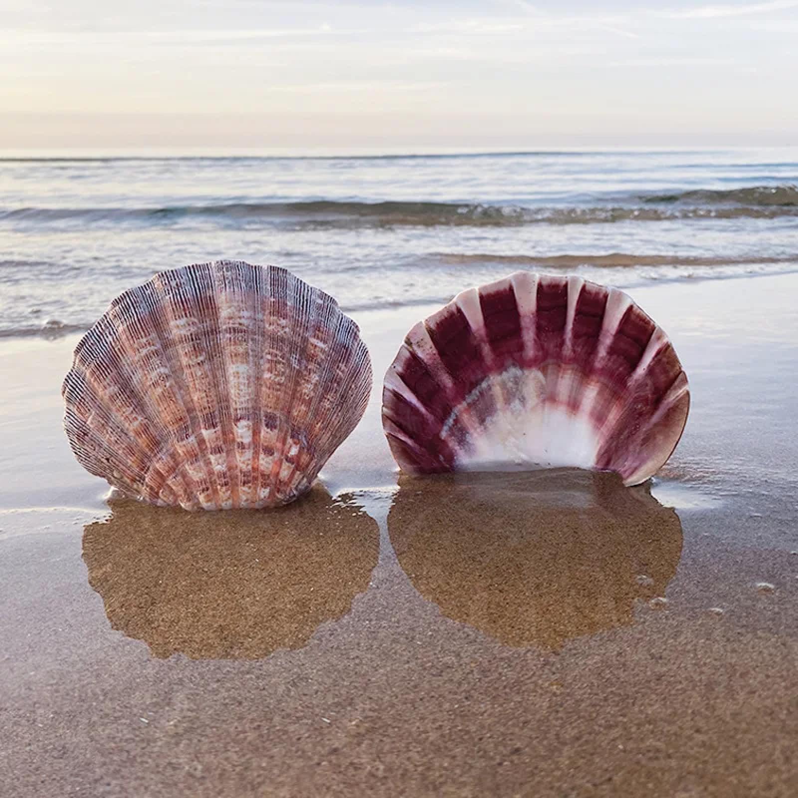 Conchiglie per decorazione, 1 pezzo, 12 cm-15 cm, conchiglie naturali da spiaggia per artigianato, pittura, spiaggia, decorazione di nozze