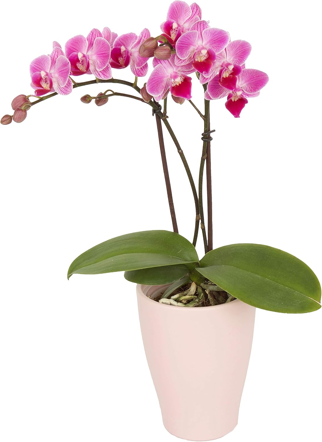 Color Orchids Live Blooming Double Stem Phalaenopsis Orchid Plant in Ceramic Pot, 15"-20" Tall, Pink Blooms