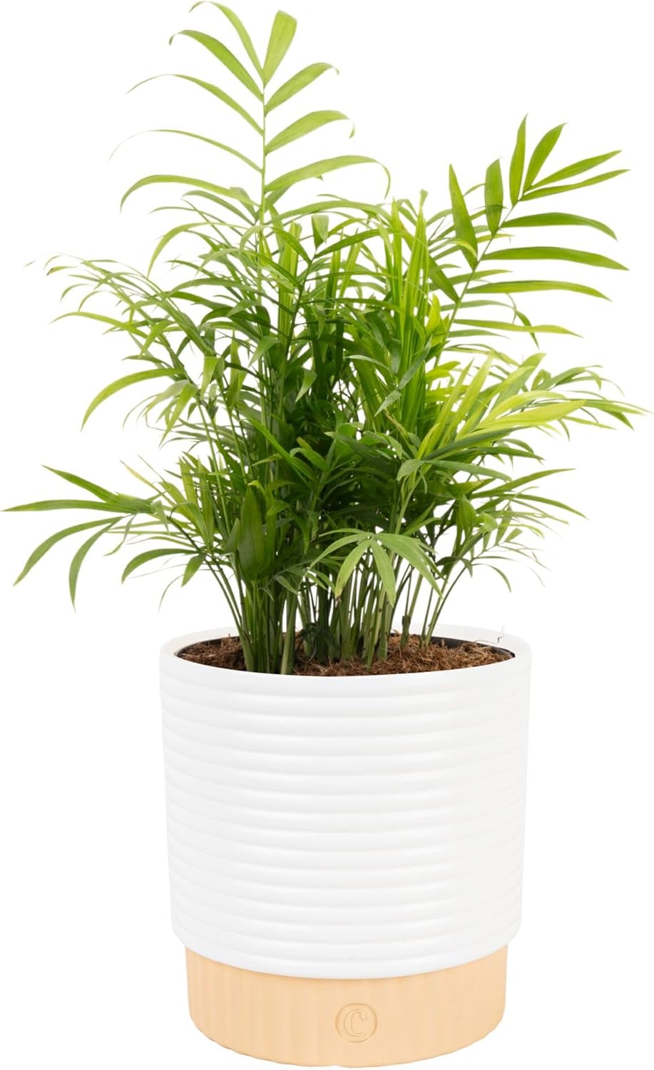 Costa Farms Parlor Palm Live Plant in Decorative Pot, Air Purifying Indoor Houseplant, Perfect for Home, Room, or Office Decor, Great House Warming or Birthday Gift, 14-18 Inches Tall