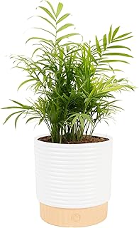 Costa Farms Parlor Palm Live Plant in Decorative Pot, Air Purifying Indo...