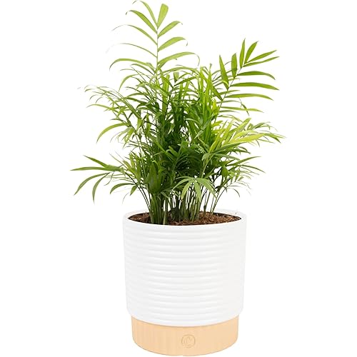 Costa Farms Parlor Palm Live Plant in Decorative Pot, Air Purifying Indoor Houseplant, Perfect for Home, Room, or Office Decor, Great House Warming or Birthday Gift, 14-18 Inches Tall