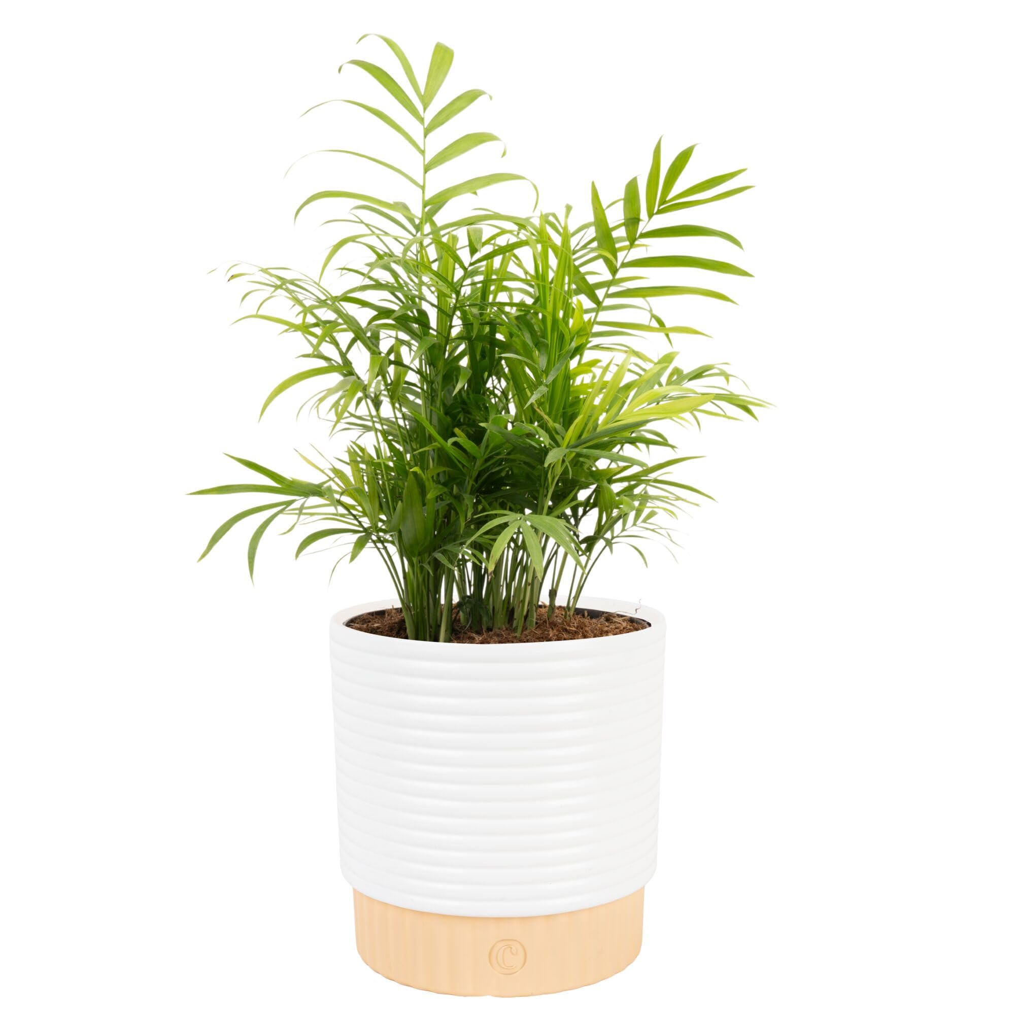 Costa Farms Parlor Palm