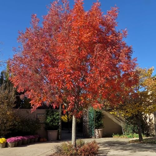 2-Pack Chinese Pistachio Tree Live Plants | 12-24" Rooted Cuttings | Drought-Tolerant Native Alternative Shade Tree