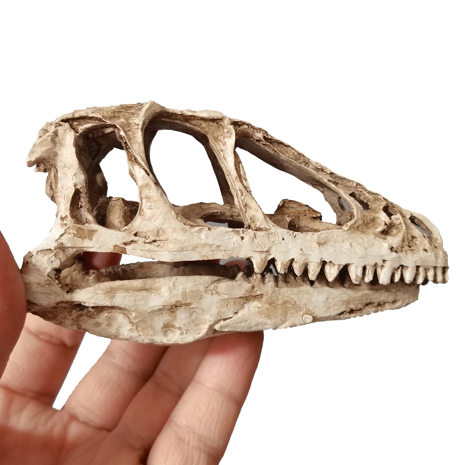 Esqueletos de dinosaurio de resina, modelo fósil de calavera de velociraptor, para oficina, estudiantes, aula, decoración del hogar