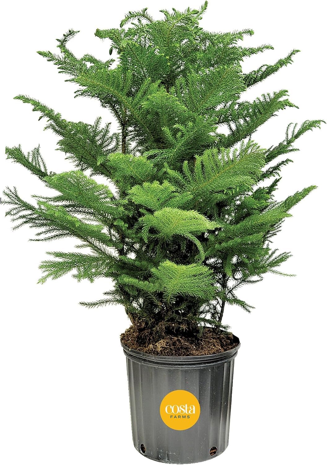 Costa Farms Live Christmas Tree, Large Norfolk Island Pine Live Plant in Plastic Pot, Indoor Houseplant, Seasonal Holiday Room or Office Decor, House Warming Gift, 3-4 Feet Tall