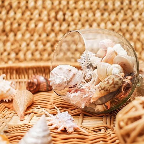 Miniatura 4 de 12 conchas marinas grandes mixtas de conchas marinas de playa y estrellas de mar naturales del océano, conchas marinas coloridas naturales de hasta