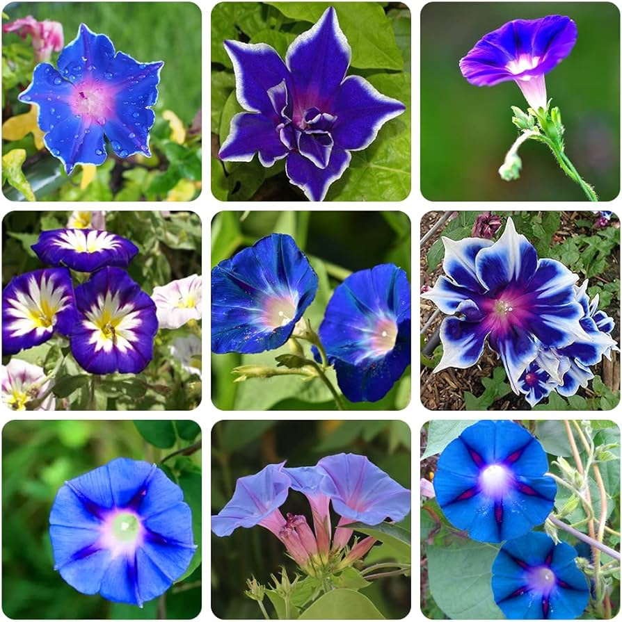 Amazon.com : 300+ Blue Morning Glory Seeds for Planting, Non GMO Amazon.com : 300+ Blue Morning Glory Seeds for Planting, Non GMO