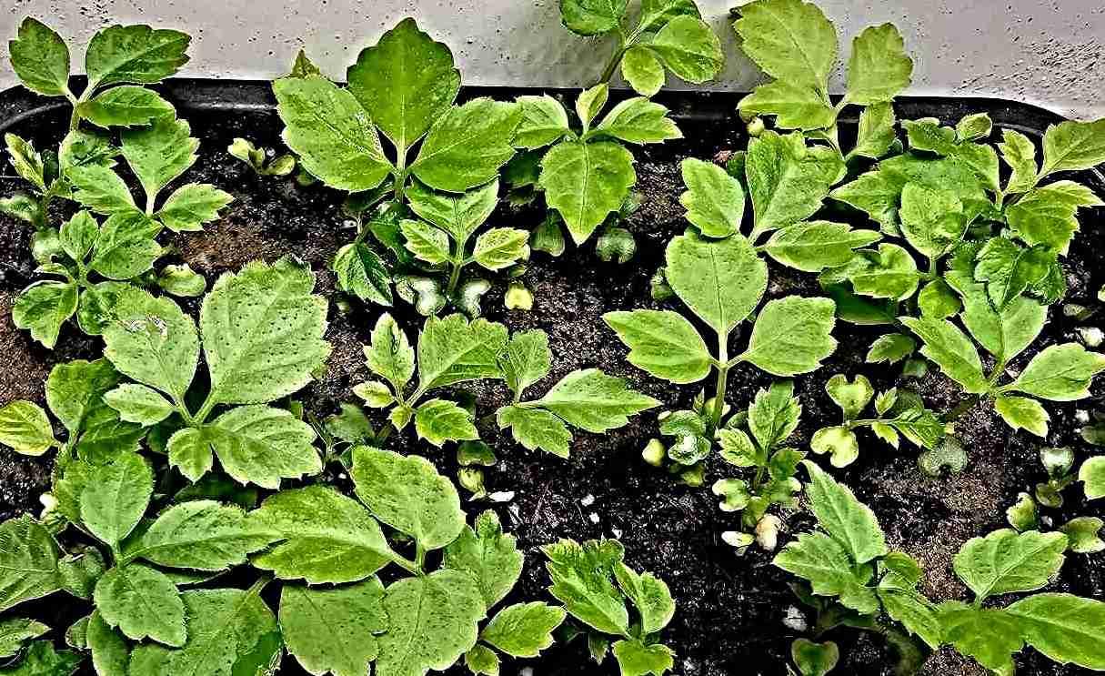 Jiaogulan Samen, Gynostemma pentaphyllum