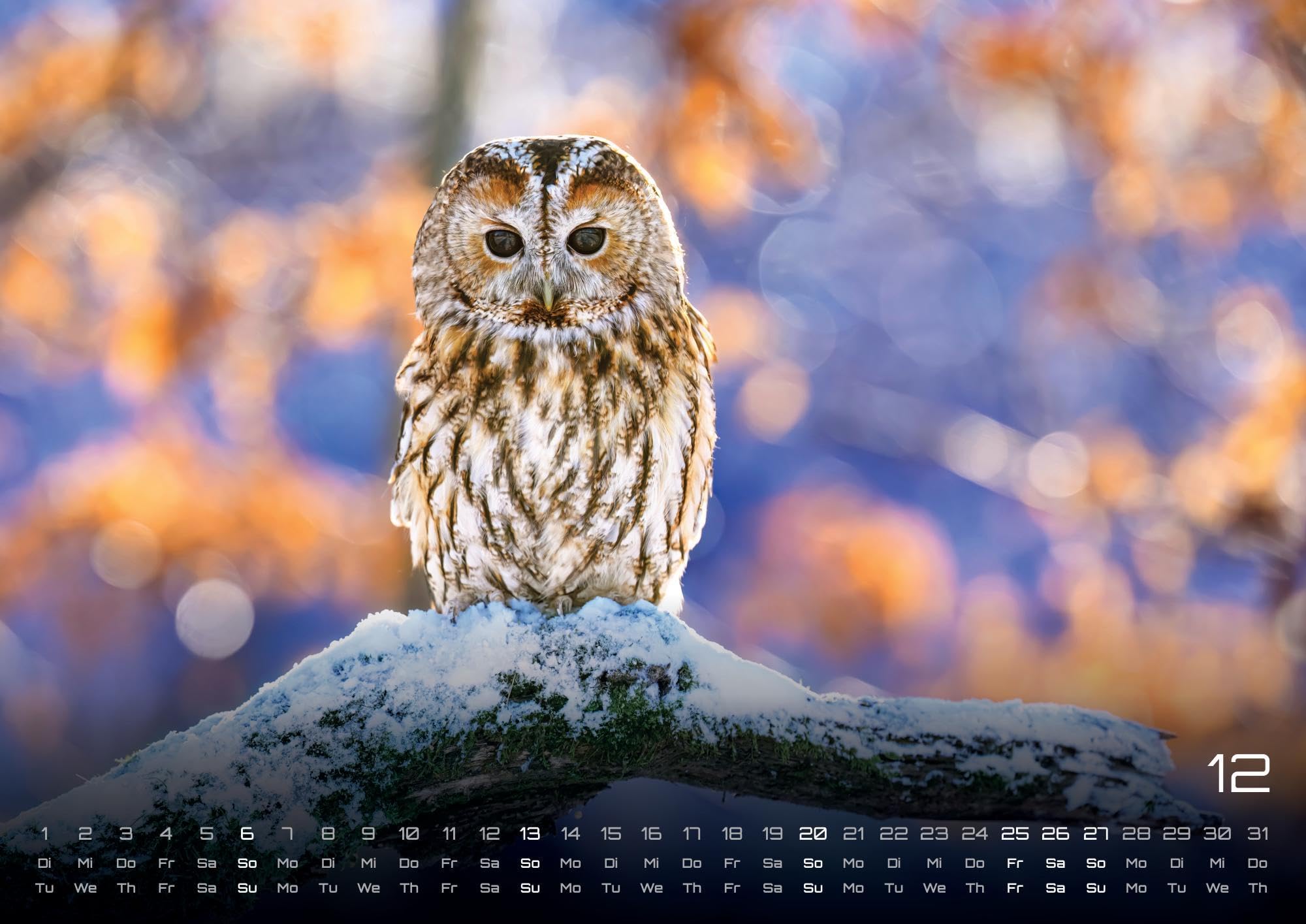 Eulen - Wächter der Nacht - 2026 - Kalender DIN A2: Der Wandkalender mit den schönsten Eulen-Motiven für das Jahr 2026 im extragroßen Format DIN A2 (ca. 60 x 42 cm)!