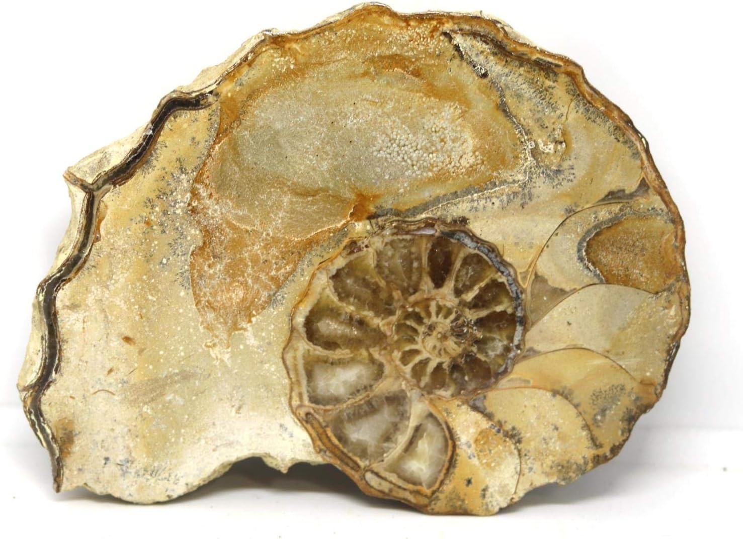 Ammonite Acanthoceras Split Polished Fossil Texas 96 MYO w/Label #16255 31o
