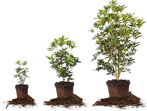 Vista 15 de PERFECT PLANTS Té Oliva 1 galón