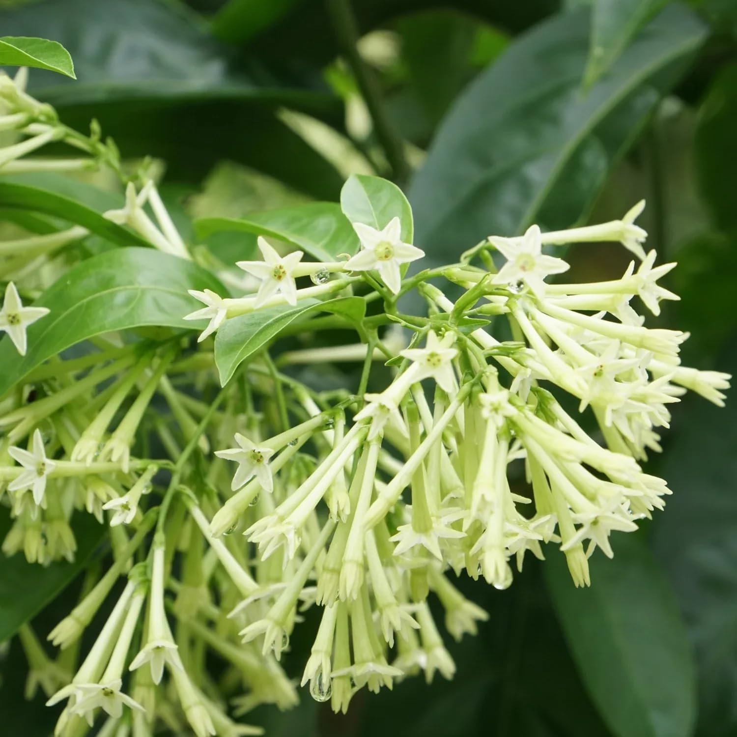 Night Blooming Jasmine (Cestrum Nocturnum) 5-9" Live Plants - Pack of 2 (Two) - World's Most Fragrant Flower - Fast Growing Queen of The Night - Intensely Scented Tropical Shrub for Patio Containers