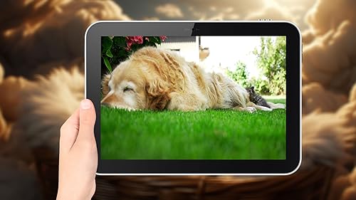 Lista de reprodução pacífica do cachorro - música relaxante para trazer conforto e serenidade ao seu