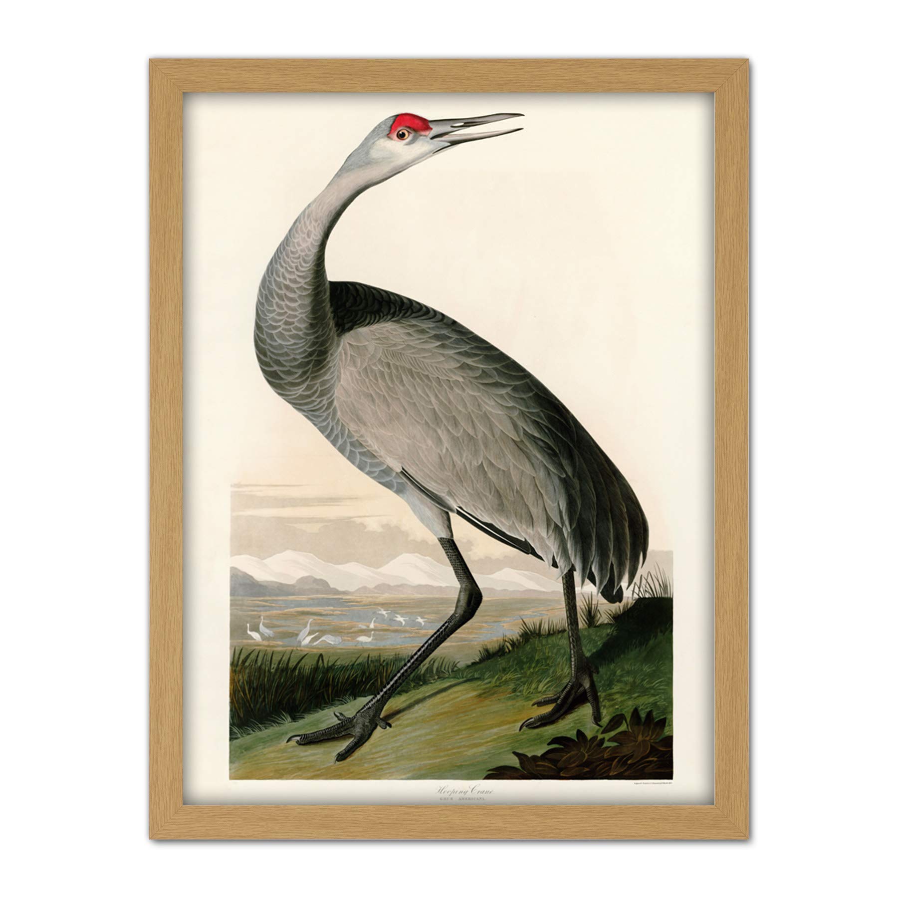 Artery8 Audubon Birds Crane Nature Painting Artwork Framed Wall Art Print 18X24 Inch