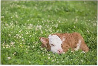 Hereford Calf Sleeping Clover Room Aesthetics Posters Canvas Posters Bedroom Decoration Sports Office Decoration Gifts Wall Art Decoration Printing Posters 24x36inch(60x90cm)