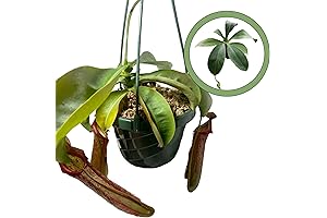 Nepenthes Miranda Starter Plant: A Thriving Rain Forest gem