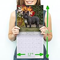 Vista 343 de Razas de Perros 2017