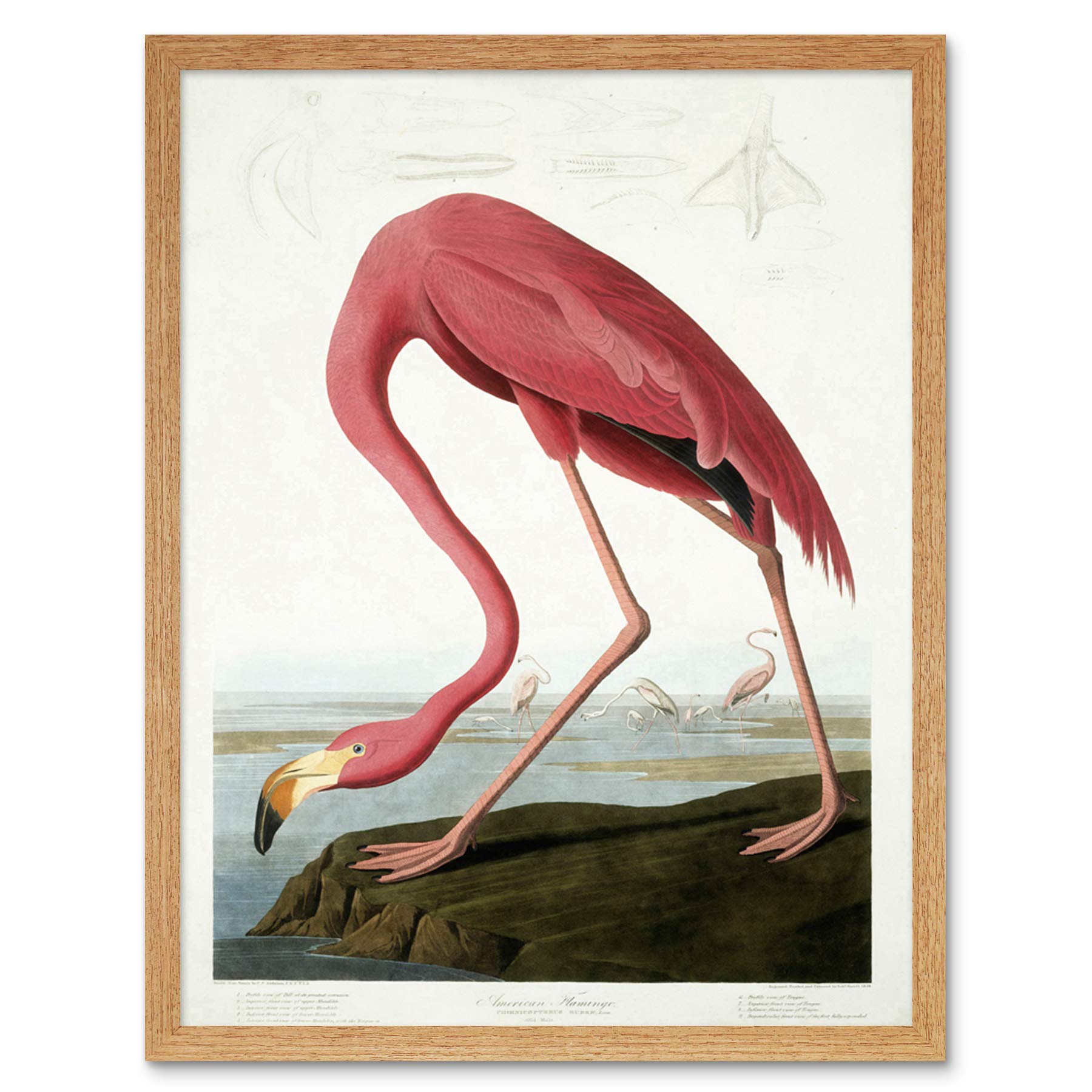 Wee Blue Coo Audubon American Flamingo Art Print Framed Poster Wall Decor 12x16 inch
