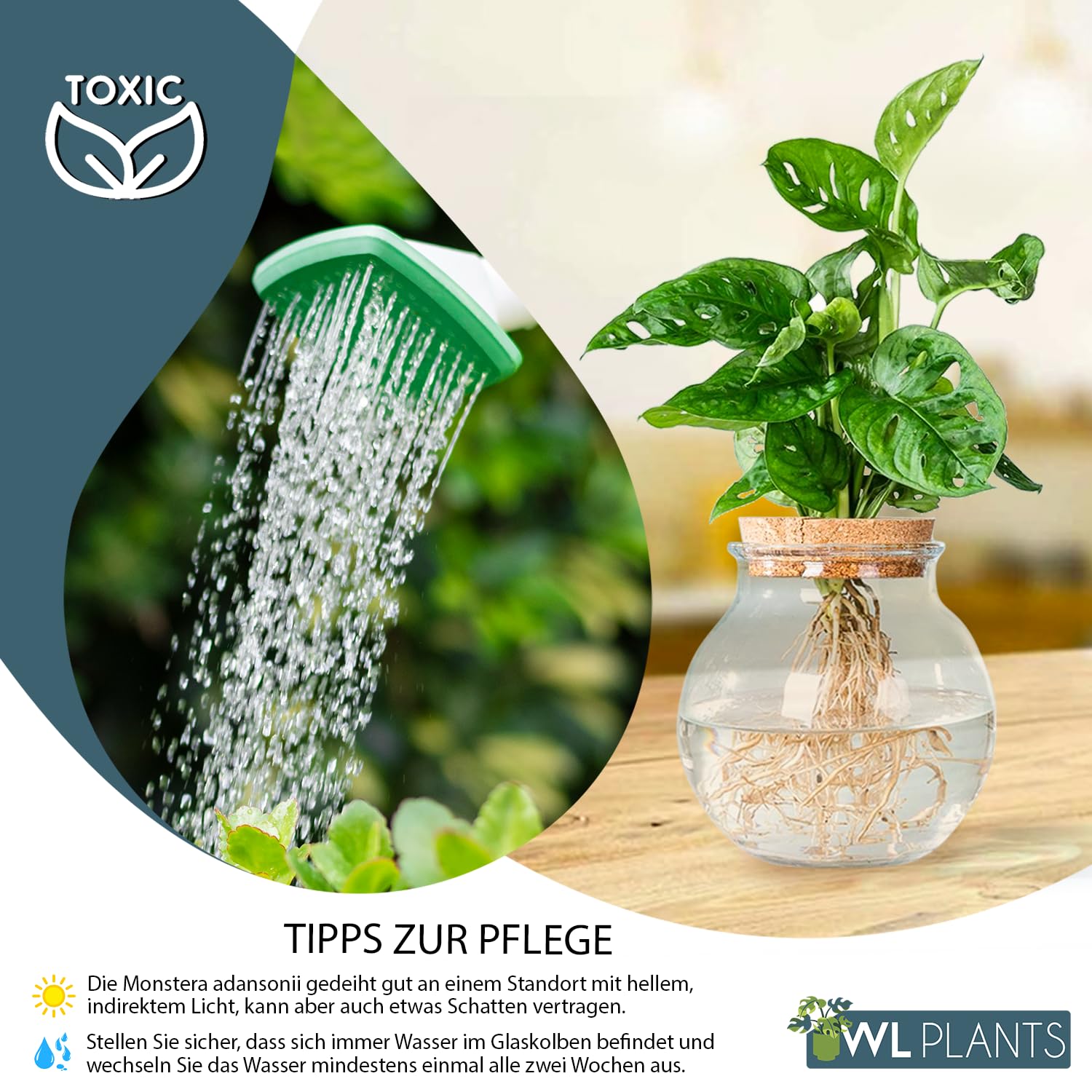 WL Plants Monstera Adansonii Hydroponic Glass Test Pot, Propagation  Station, Indoor Plants, Diameter 12 cm, Height  20 cm, Test Tube Vase, in  Spherical Glass Including : Amazon.com.be: Garden