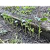 70 Blue Lake Pole Bean Heirloom Seeds Stringless Heirloom - Non-GMO - دائمًا بذور طازجة!