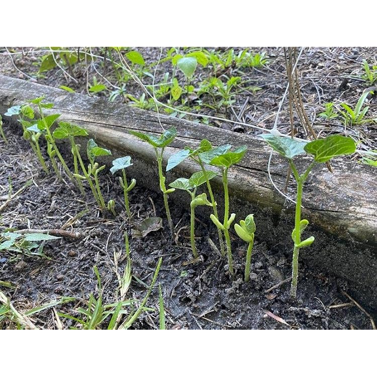 70 Blue Lake Pole Bean Heirloom Seeds Stringless Heirloom - Non-GMO - دائمًا بذور طازجة!