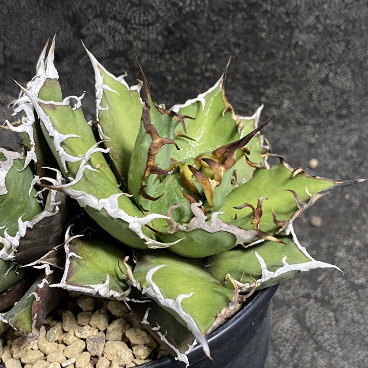 Amazon.co.jp: 多肉植物 アガベ チタノタ シーザー 双頭美株 発