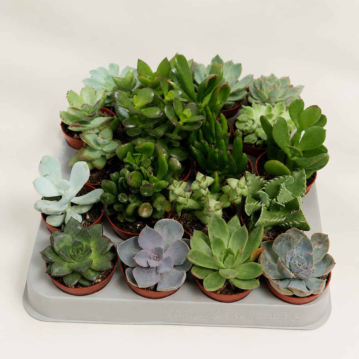 Mixed Succulent Plants in 5cm Pots – Random Selection of Live Succulents, Easy Care Indoor Houseplants, Ideal for Gifts, Terrariums & Home Décor (10 pots)