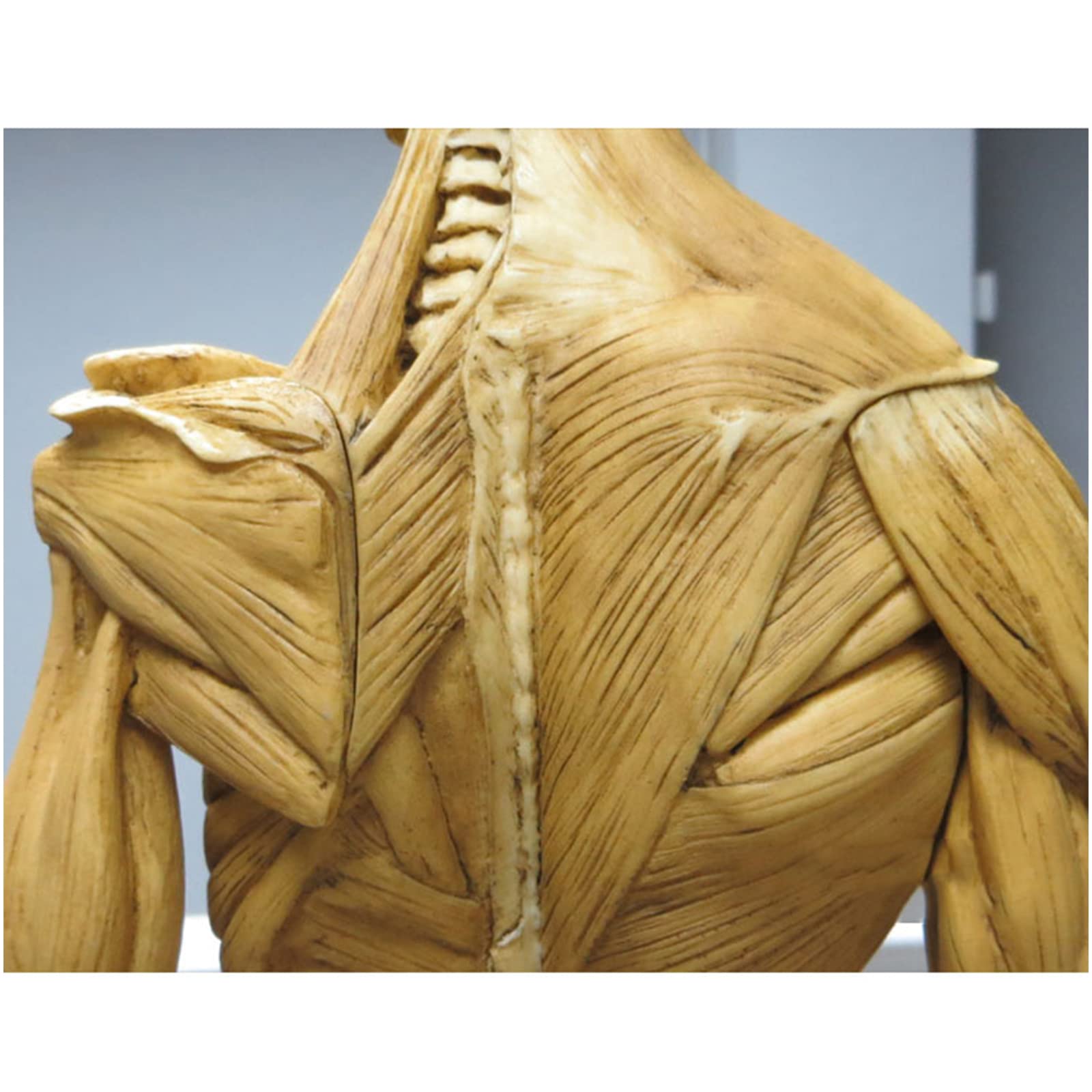 Figura de anatomía humana Modelo de anatomía muscular de 23,6 pulgadas - Figuras masculinas femeninas musculoesqueléticas del cuerpo humano Referencia anatómica