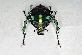 テナガコガネ　フィギュア Amazon.co.jp: 涅槃 オオテナガカナブン フィギュア 甲虫目