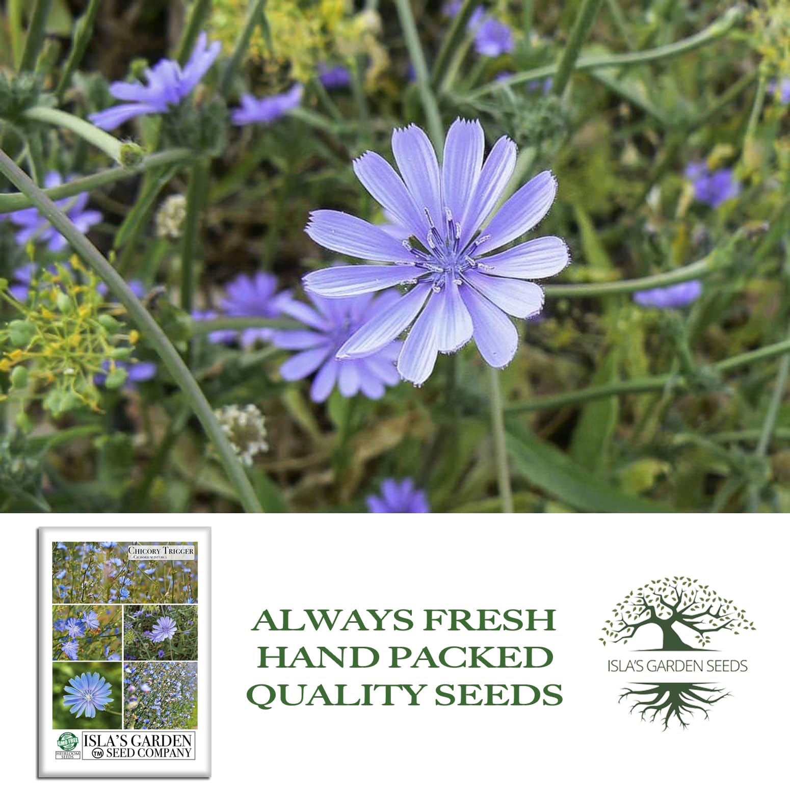 Amazon.com : Trigger Chicory Flower Seeds (Cichorium intybus