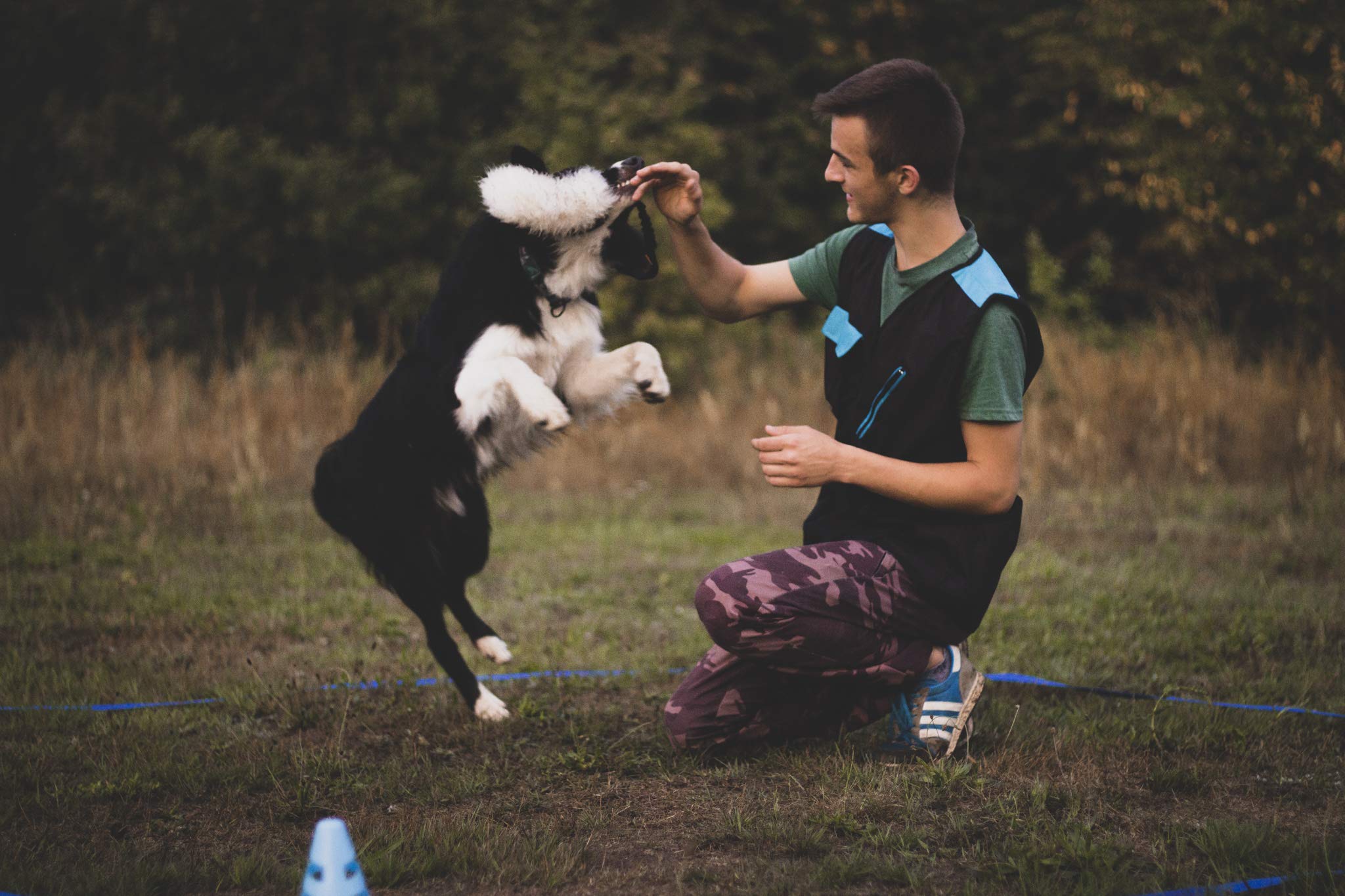 Dingo 15581 - Giocattolo per cani, in pelle di pecora con elastico verde, motivazione agilità, per allenamento e divertimento