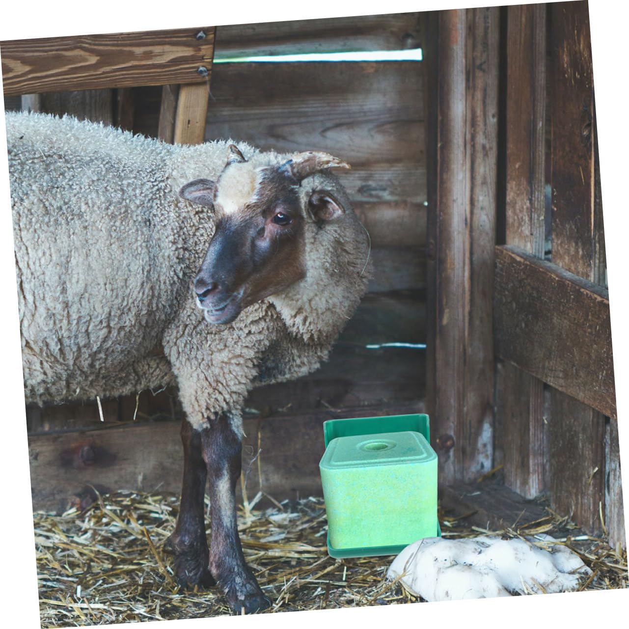 POPETPOP 2pcs Sheep Salt Block Holder Rack for Cattle and Livestock Adjustable Salt Feeding Box Sturdy Brick Storage Tray Support Stand