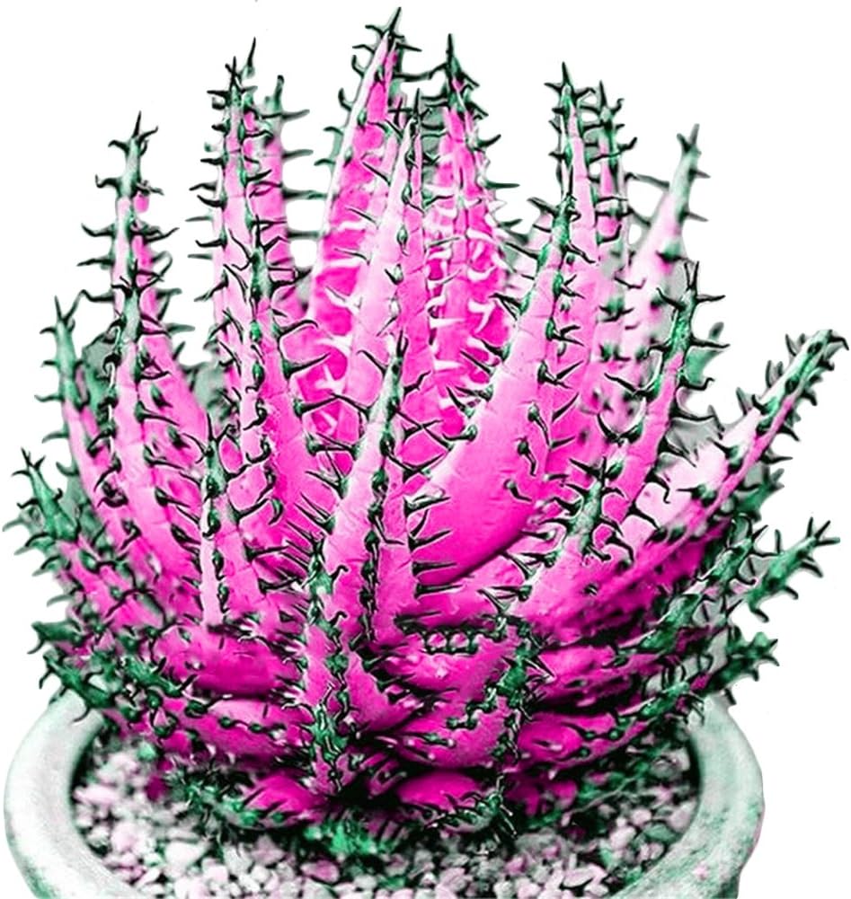 100 Pcs Colorful Aloe Vera Succulent Herbal Bonsai Balcony Garden Plants Decor (Rose Red)