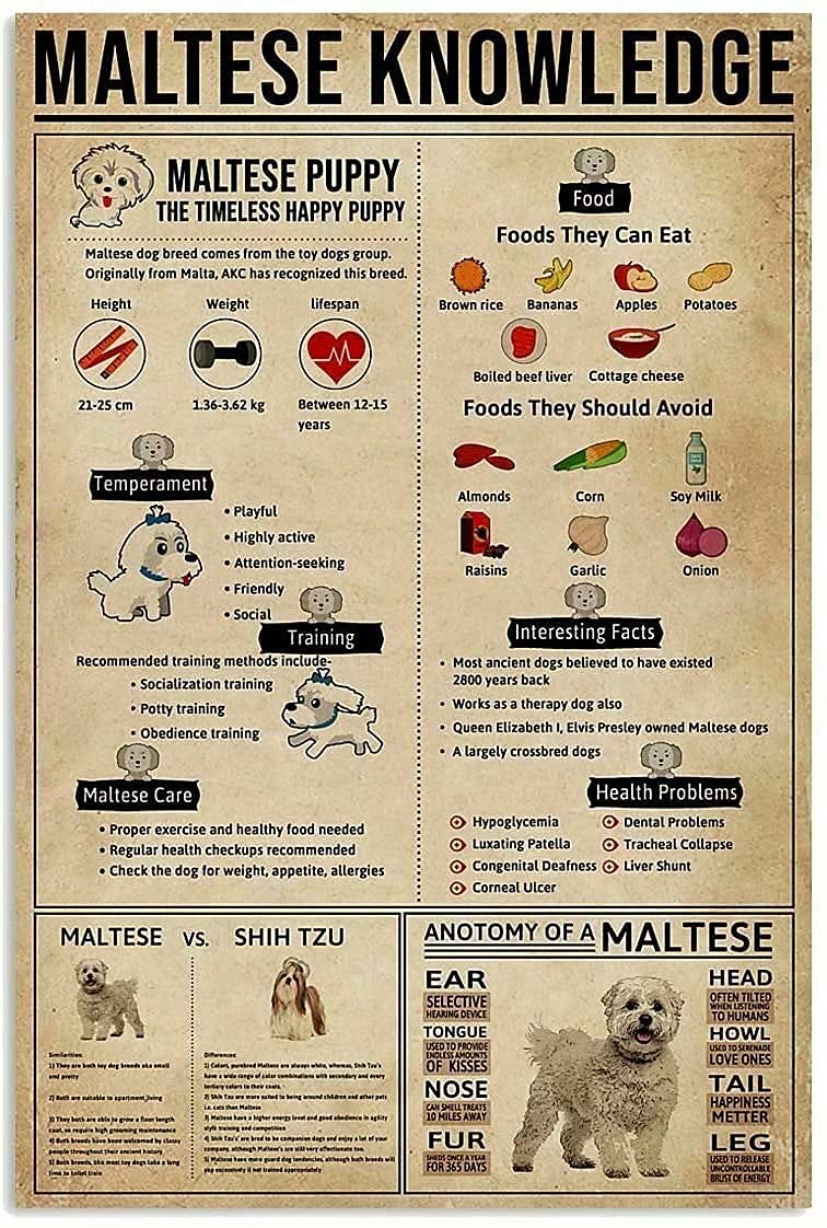 rayprint Maltese Knowledge Metal Sign Vintage Farm Decor Dog Encyclopedia Infographic Posters For Home Room School Wall Decor Plaque 12x16 Inches