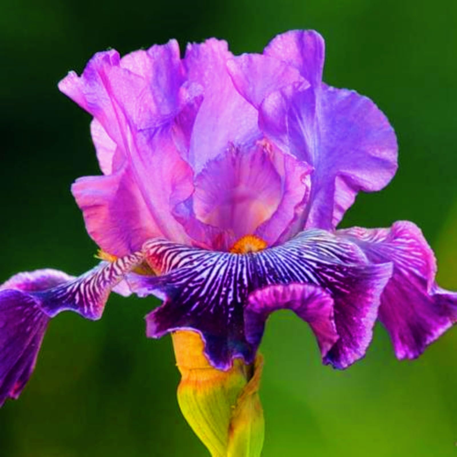 Iris Bulbs-Iris Bulbs for Planting Now UK,Garden Flowers,Hardy Perennial,Wedding Flowers,Plant Bulbs-8bulbs-d
