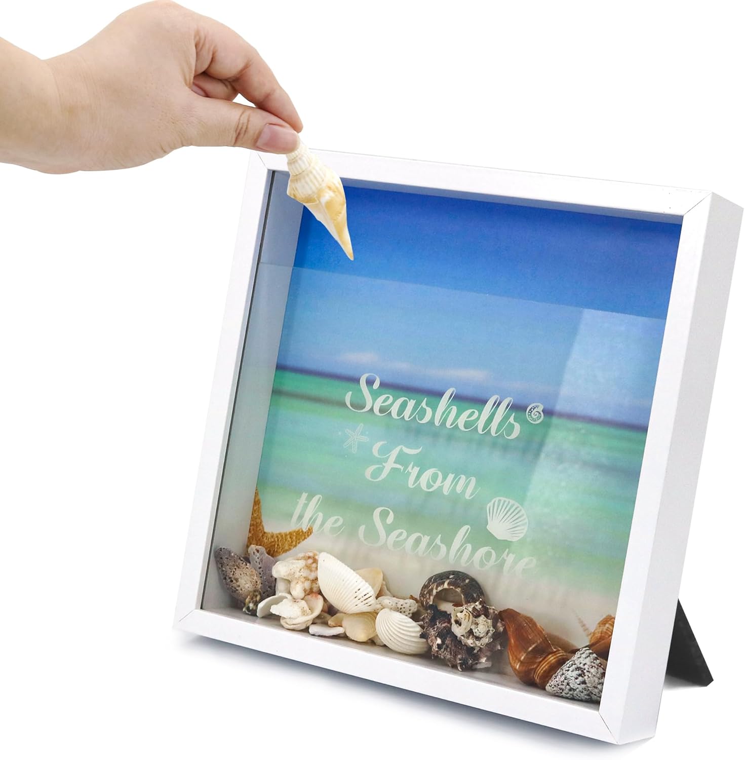 FramePro 10"x10" Seashell Holder Display Box-Seashells Agates Shark Teeth Starfish Trinke, Seashell Collection Box Decorative Shadow Box with Real Glass ,Wall Mount or Tabletop (White)