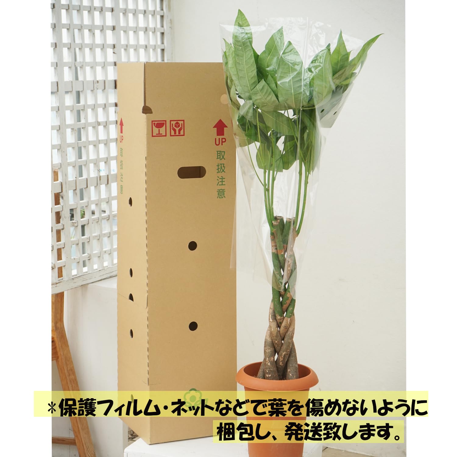 フィカス　ウンベラータ　鉢皿付き Amazon.co.jp: 観葉植物 フィカス ウンベラータ 4号 1鉢 鉢皿付き Easy
