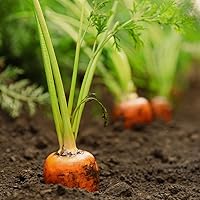 Vista 4 de The Old Farmer's Almanac Heirloom Carrot Seeds (Tendersweet) - Approx 2600 Seeds - Non-GMO, Open Pollinated