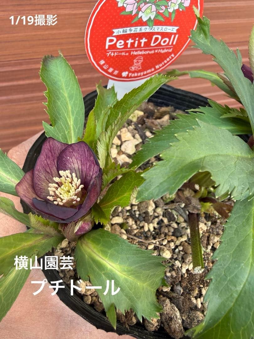 Amazon.co.jp: 未株分 横山園芸 クリスマスローズ プチドールシリーズ