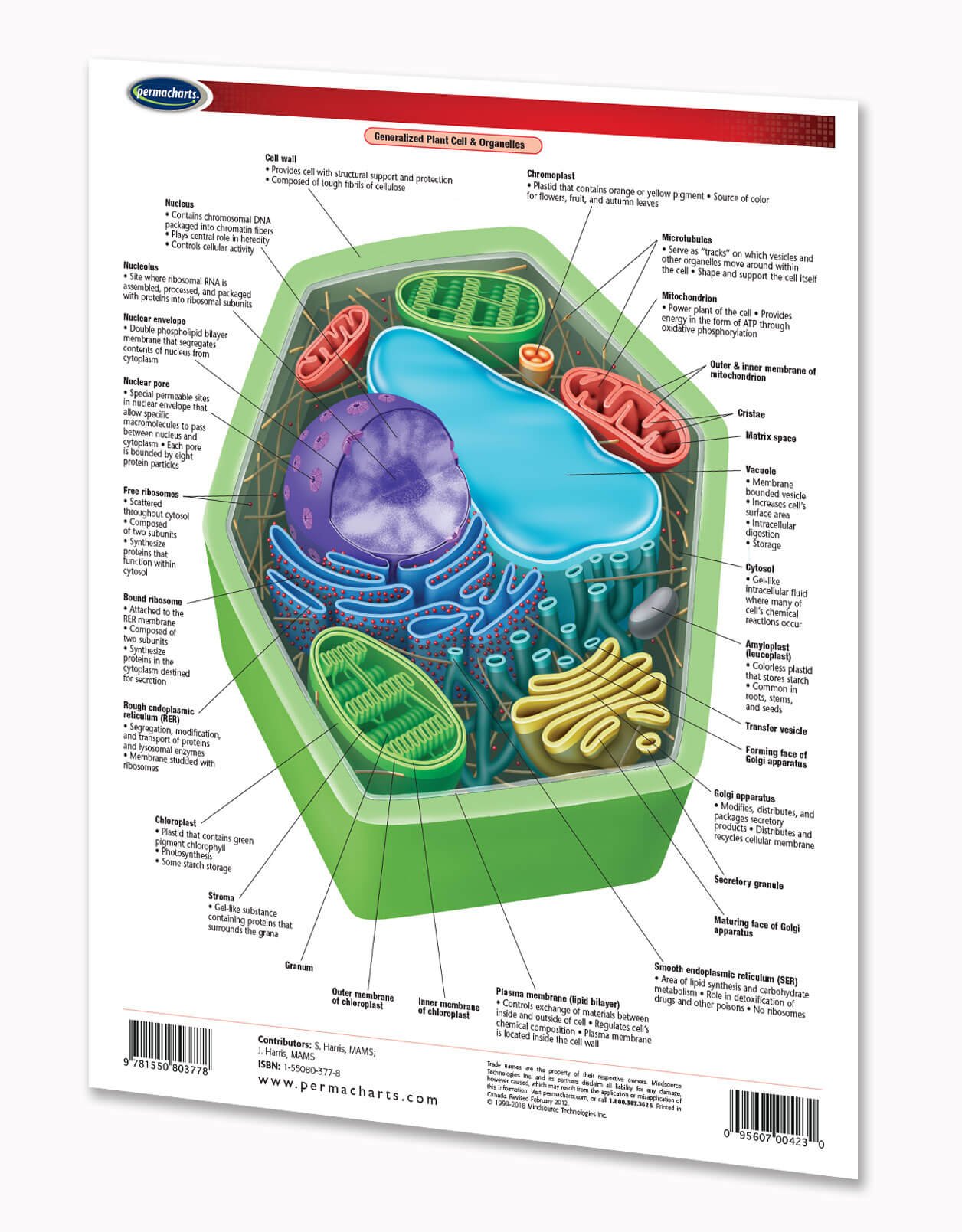Cellular Anatomy Guide - 2-page, 8.5" x 11" Laminated Biology Quick Reference Guide by Permacharts - Image 2