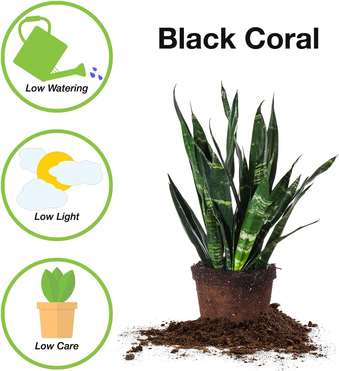 Perfect Plants Black Coral Snake Plant | Easy Care | Thrives in Low to Bright Light, Air Purifying 6in. Grower's Pot