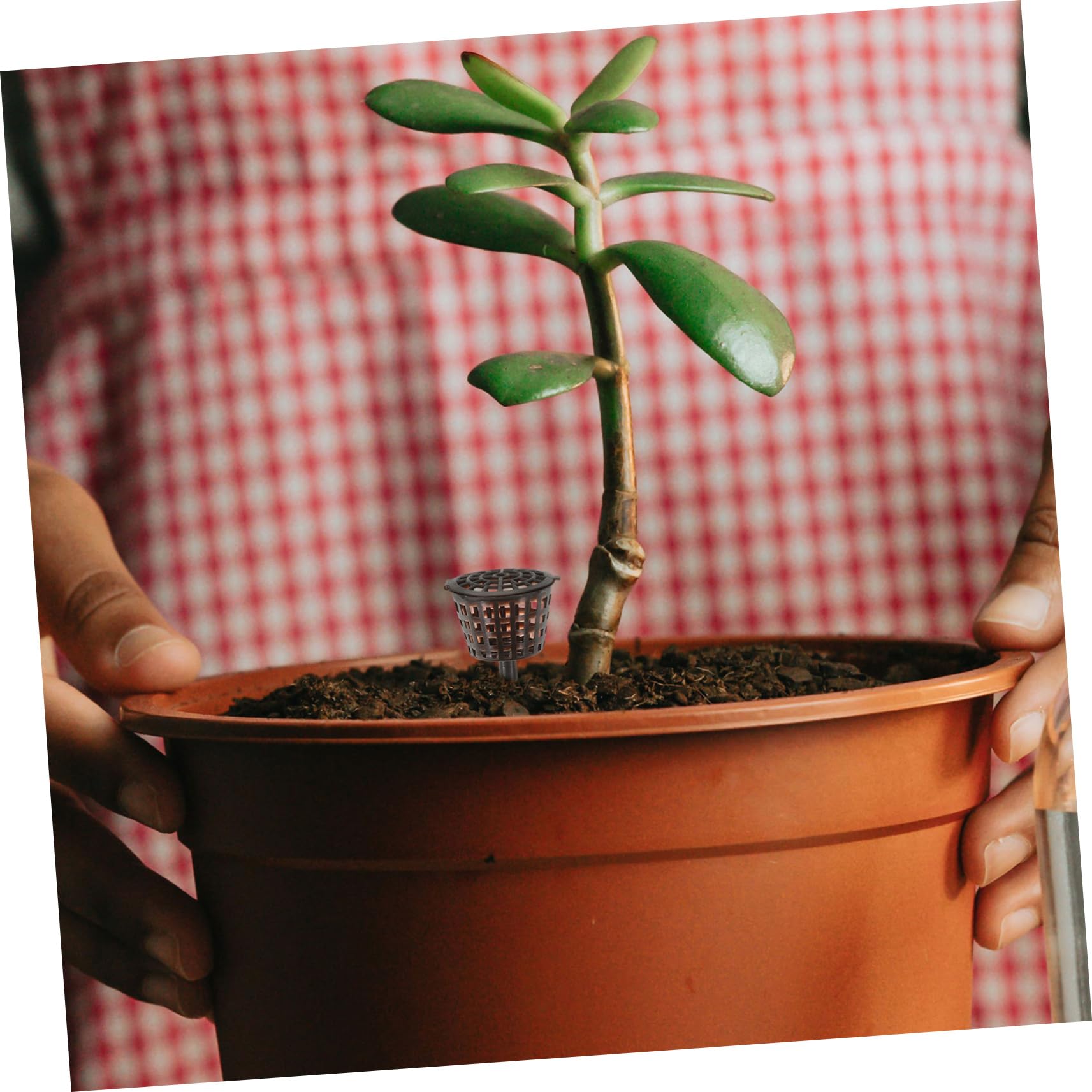 Caja De Fertilizante para Bonsái 20 Piezas con Tapa Contenedor De Abono para Plantas Pequeñas Protector contra Animales Y Viento Ideal para Orquídeas Y Jardín