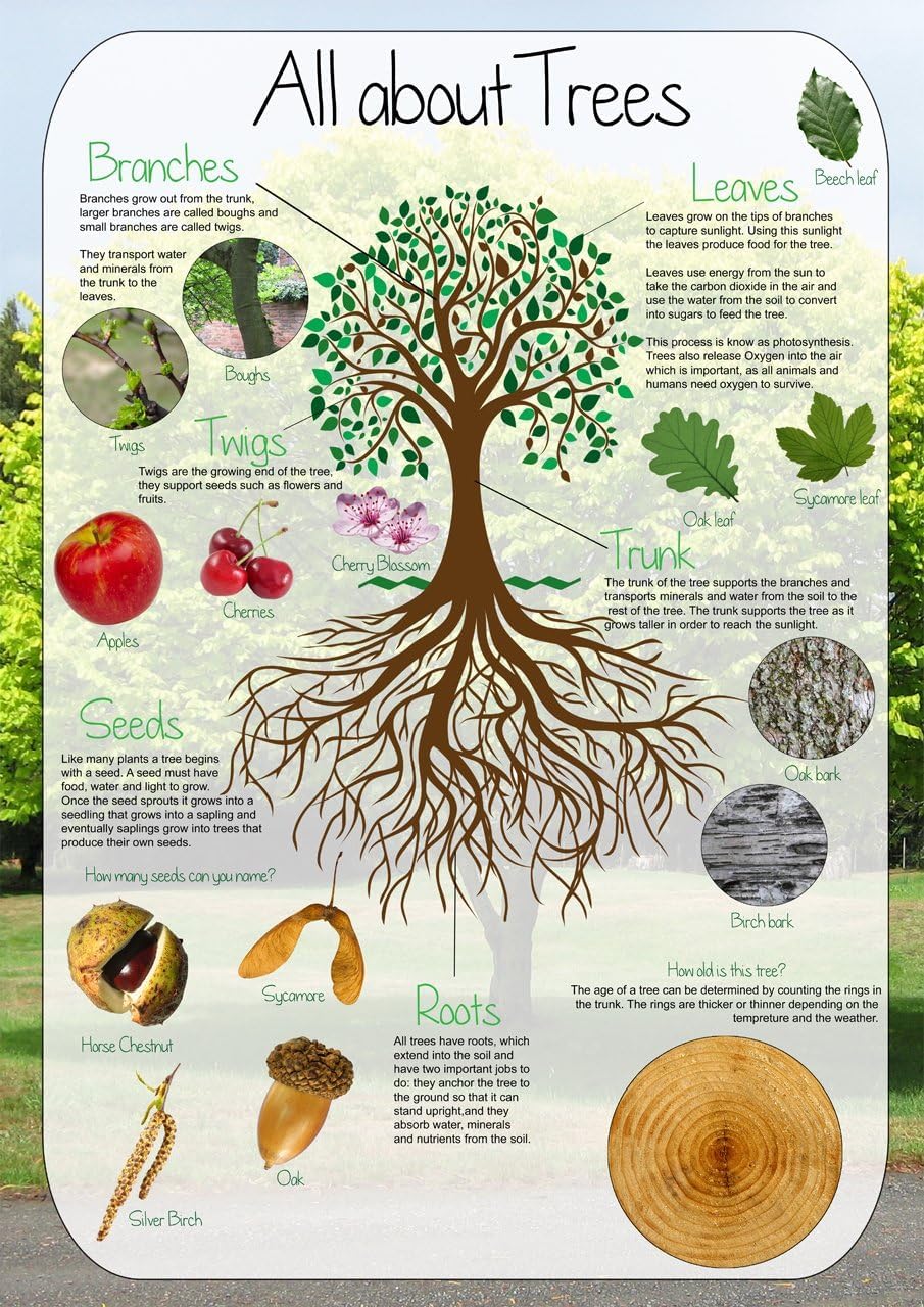 Tiger Moon The Tiger Moon Trading Company Ltd All About Trees Information Poster - Classroom Decoration, Display, Teach & Learn Poster - Paper Laminated (A1 Size 59.4 x 84.1 cm)