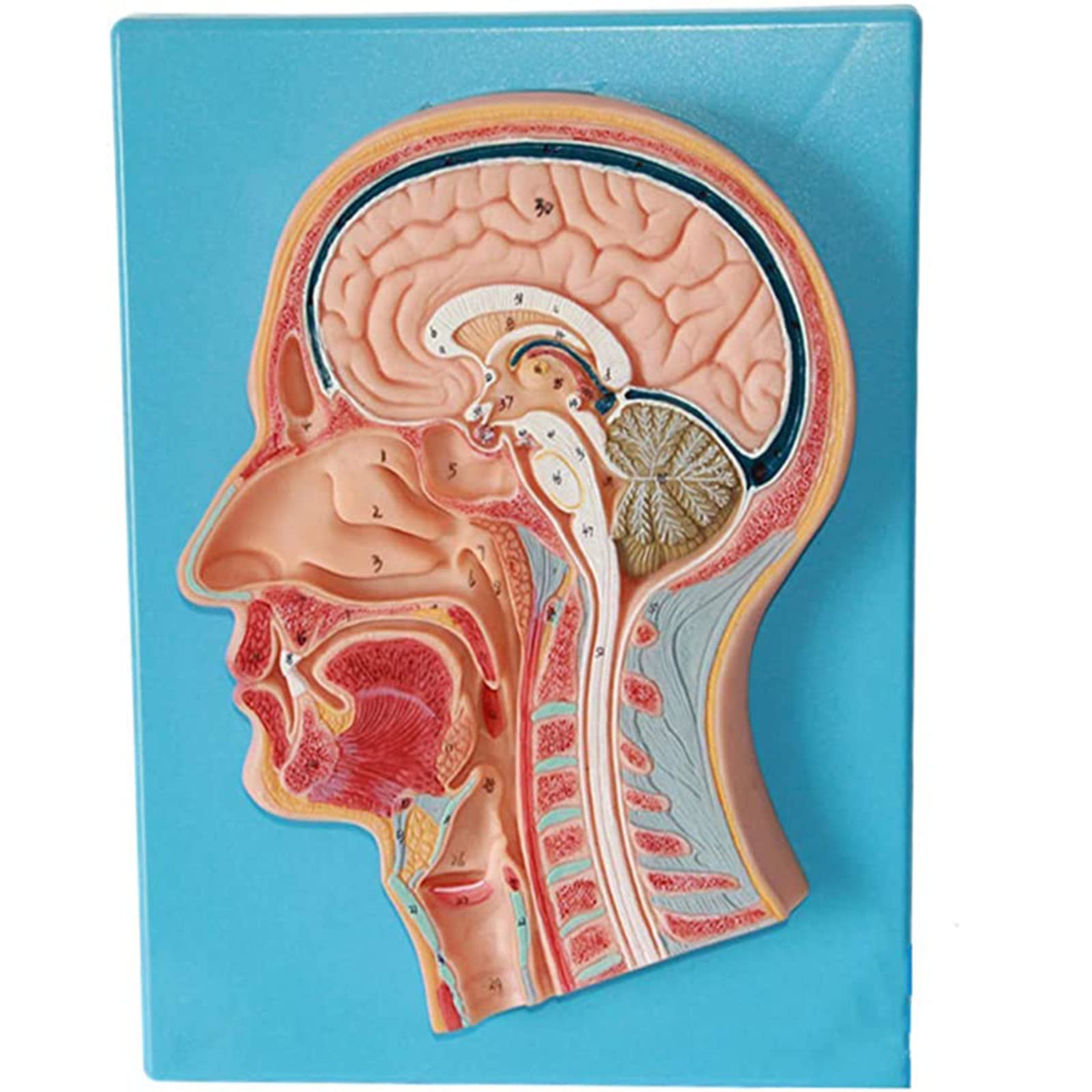 GTHTUHFD Human Model Human Head Mid-Sagittal Section Anatomy Modelbrain Model Anatomiyhead Vascular Nerve Model