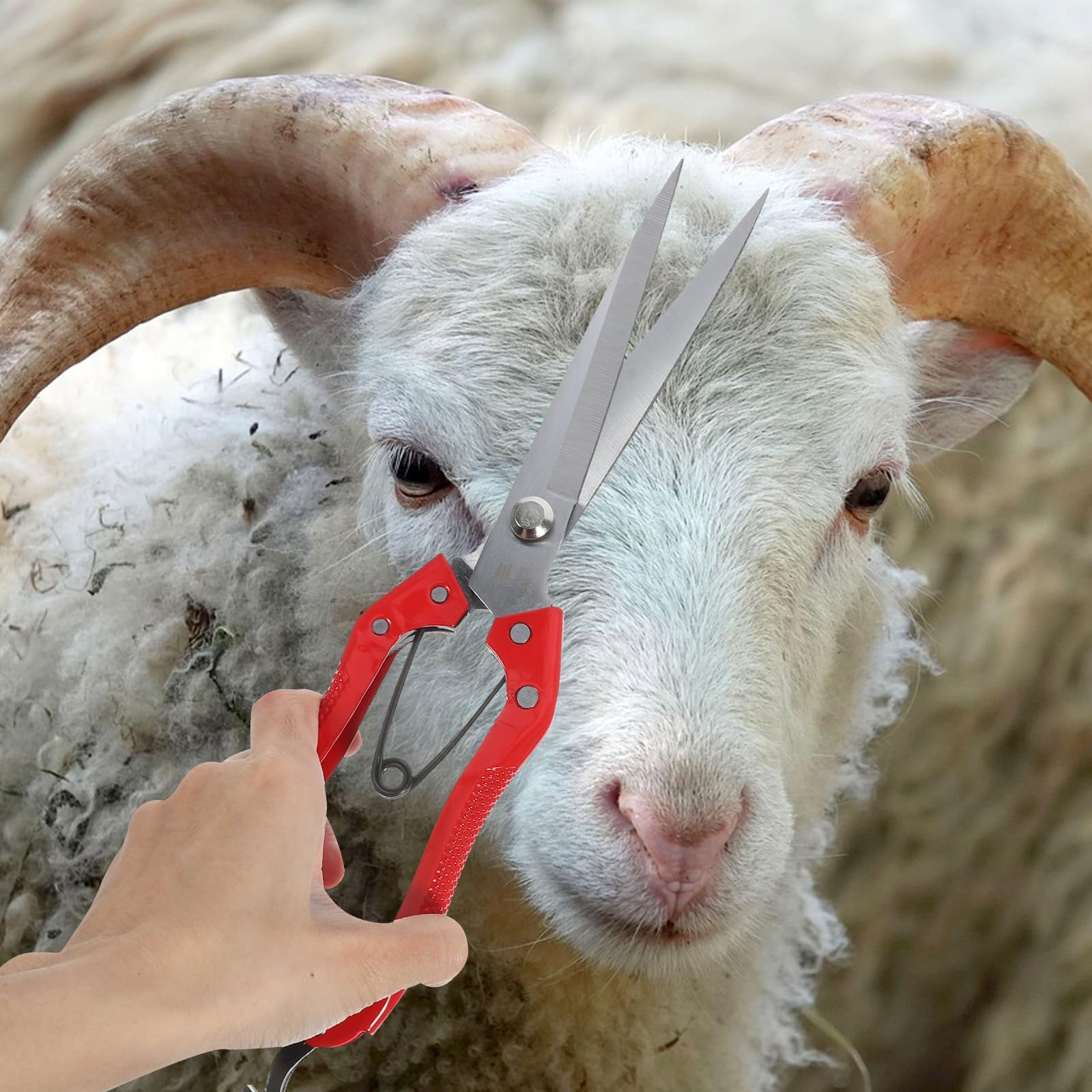 GANAZONO Esquila Manual Ovejas Tijeras Manuales Para Esquila Ovejas Tijeras Para El Cuidado Animales Grandes Pelo Grueso Tijeras Multiusos