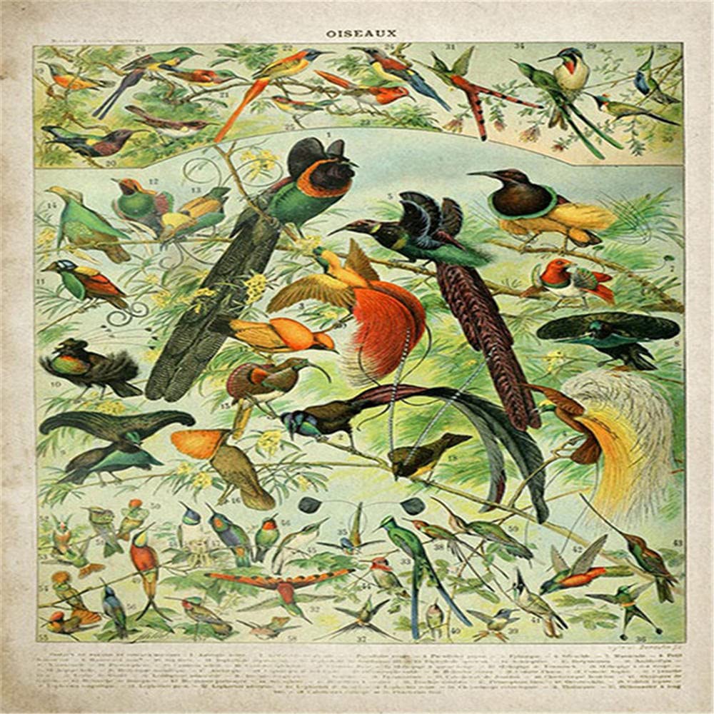 Ravensburger Uccelli Incredibili Puzzle 1000 Pezzi Per Bambini Da 14 Anni 16769 P 397514