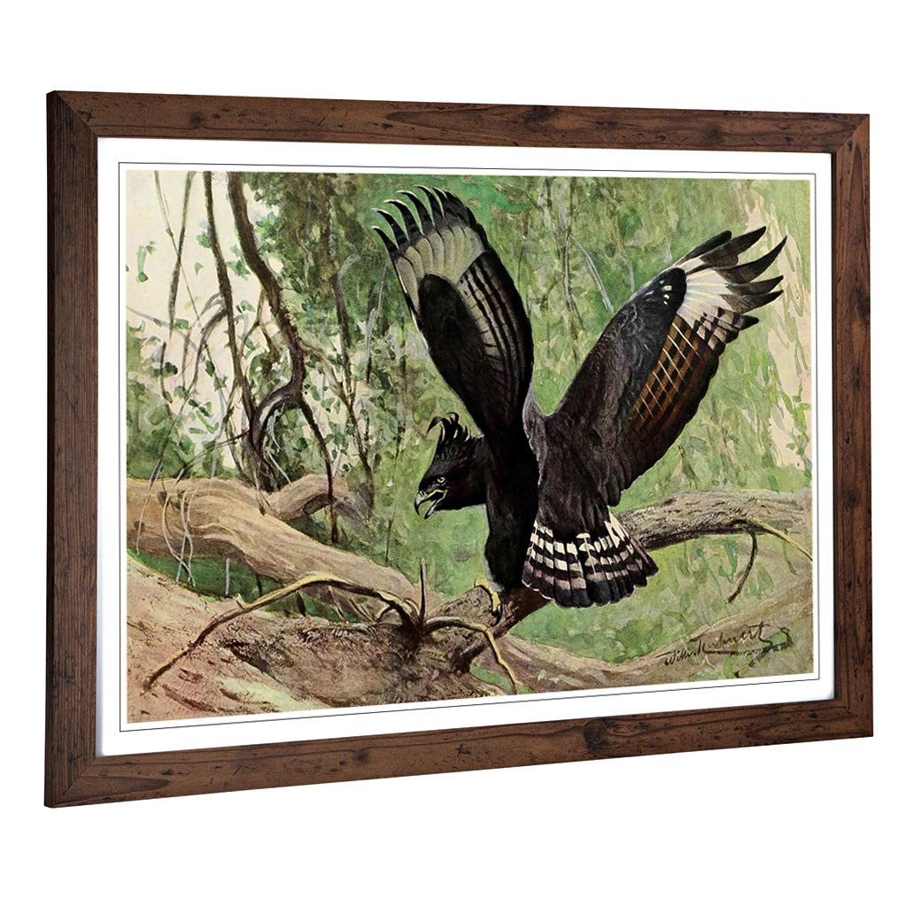 Big Box Art Framed Print of Vintage W Kuhnert Long-Crested Eagle Design | Wall Art Picture | Home Decor for Kitchen, Living Room, Bedroom, Hallway, Walnut, A2 / 24.5x18 Inch / 62x45cm