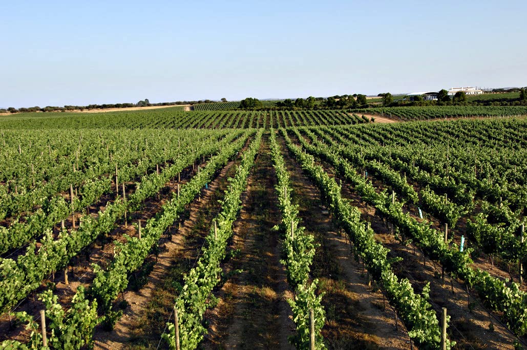 Herdade dos Grous Branco Vinho regional Alentejano trocken, Weisswein aus Portugal (1 x 0,75l)