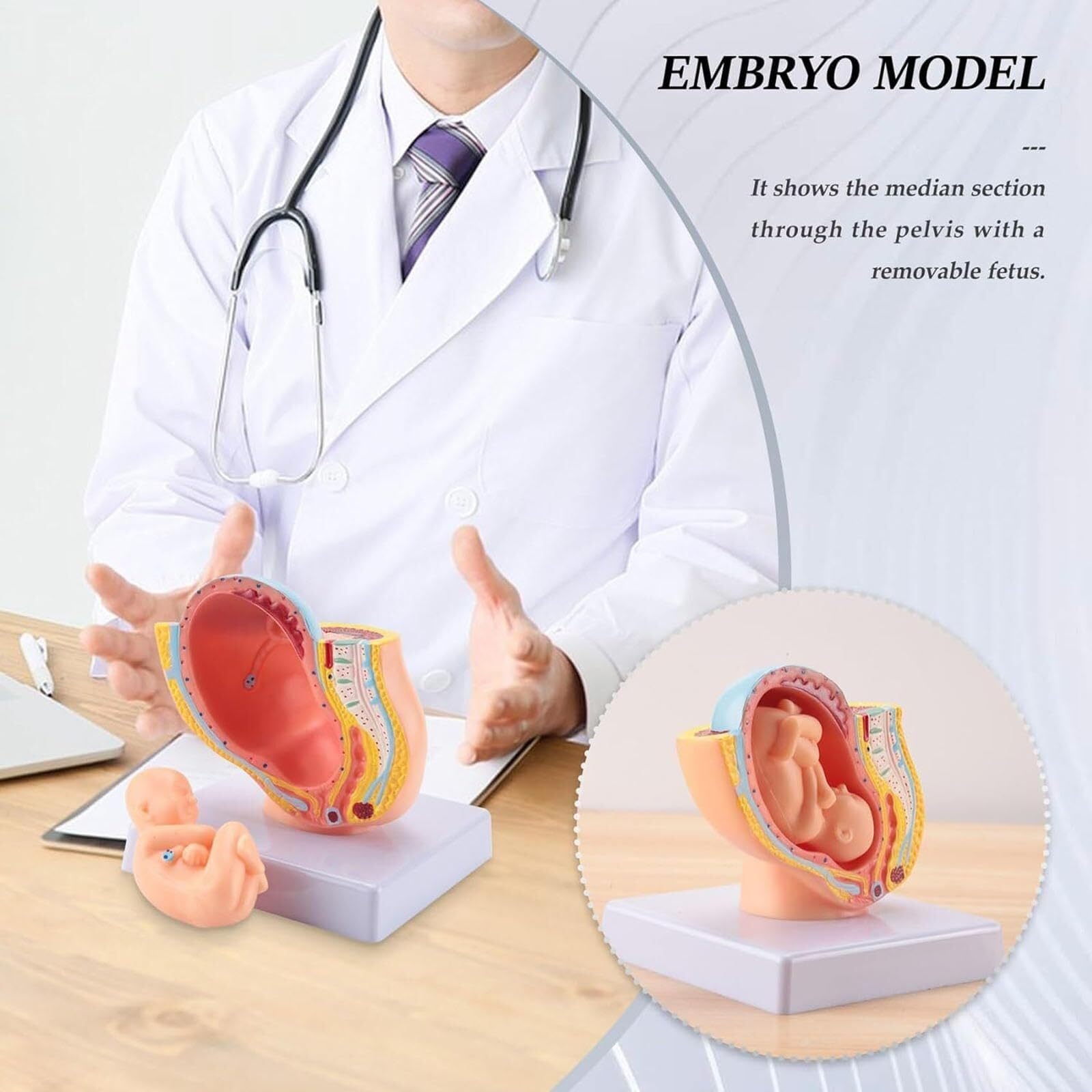 Anatomisches Beckenmodell Einer schwangeren Frau, weiblicher Beckenabschnitt, anatomisches Schwangerschaftsmodell, neun Monate altes Baby-Fötusmodell, Lebensgröße mit abnehmbaren Organen